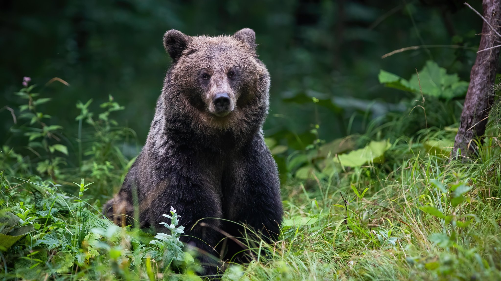 Symbolbild: Ein Braunbär im Wald