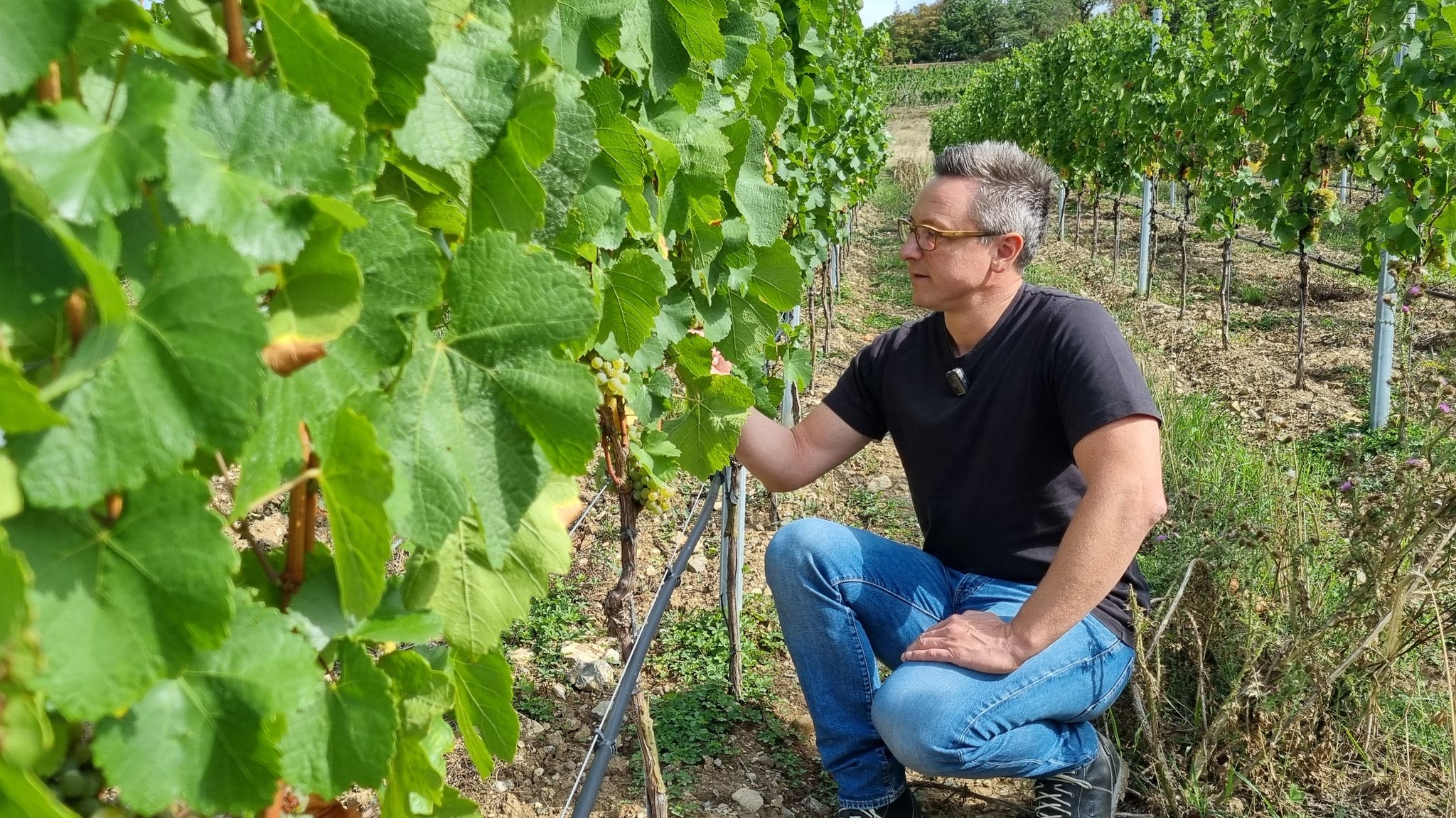 Aus Down Under: Neue Silvaner-Klone für Franken