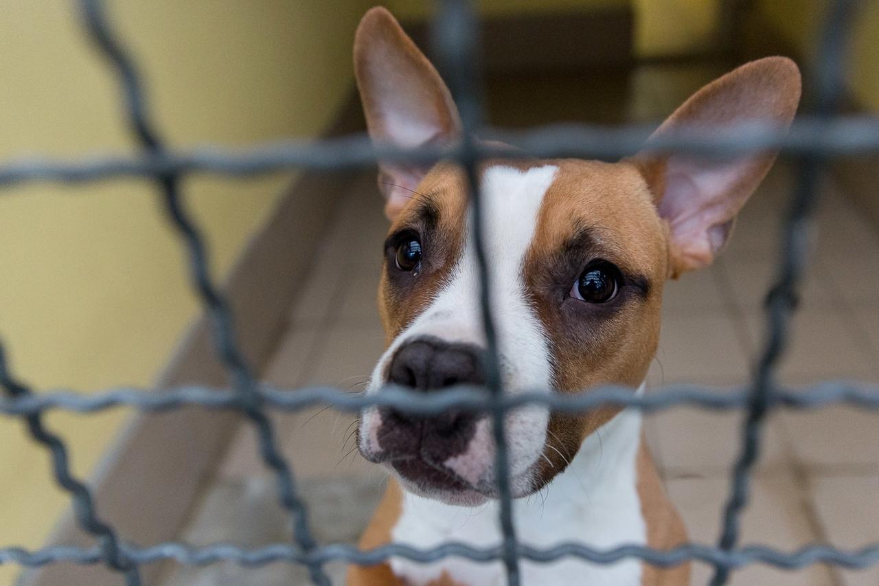 Lizzy Mittelgross Th Kts Webseite