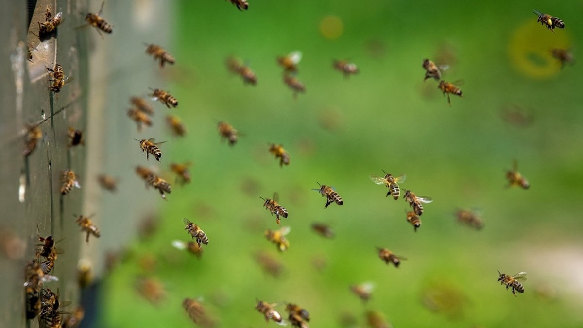 Fliegende Bienen (Symbolbild)