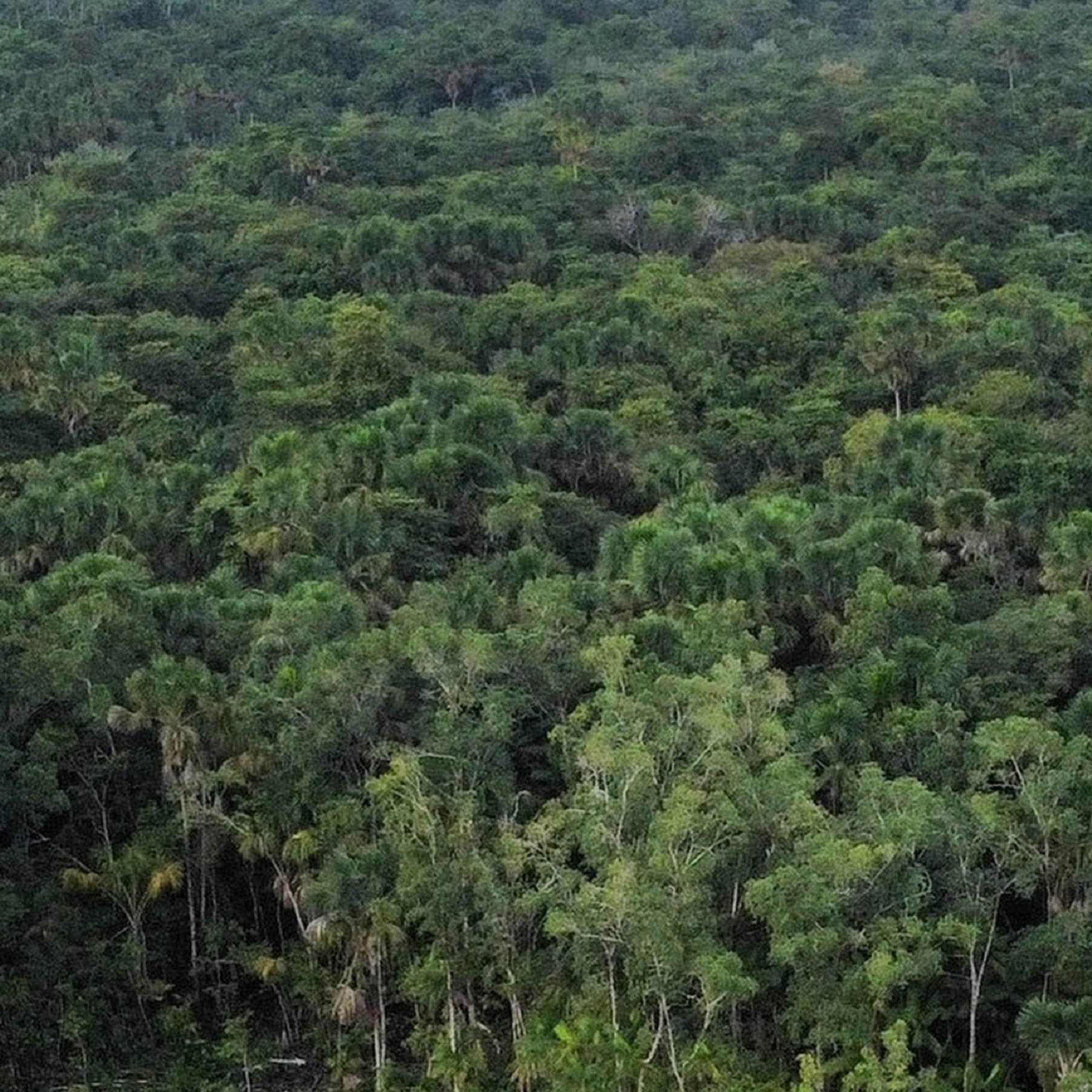 Wood Wide Web - Können Bäume miteinander kommunizieren?