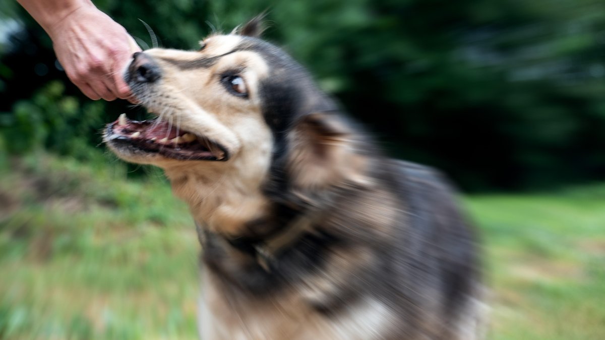 Dinkelscherben: Angst auf dem Schulweg wegen streunender Hunde