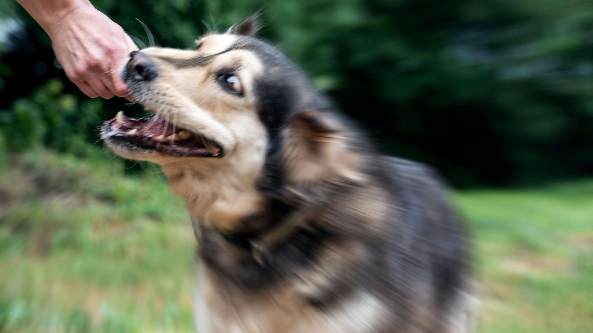 Ein Hund beißt einen Mann in die Hand. 