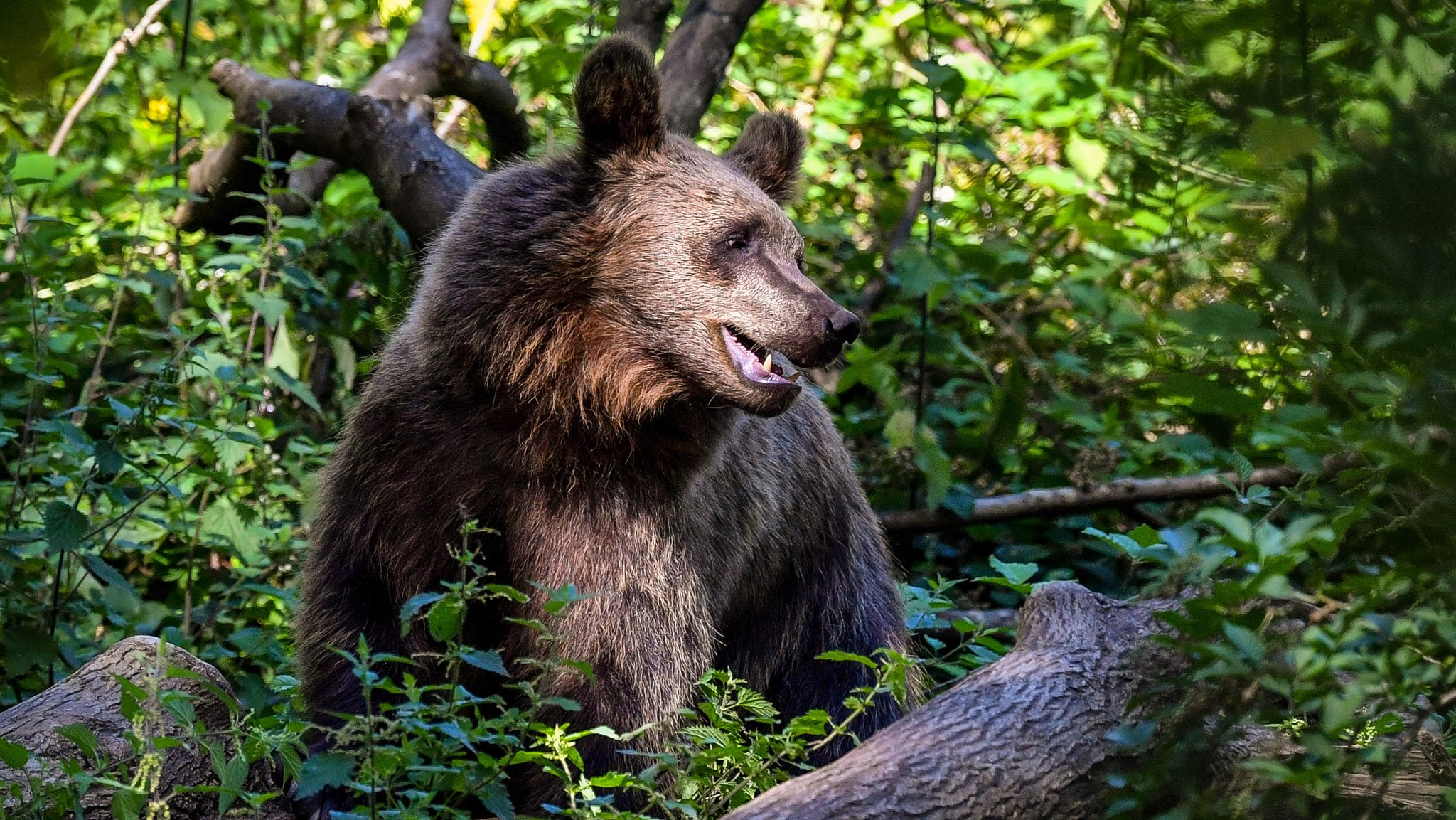 Symbolbild: Braunbär