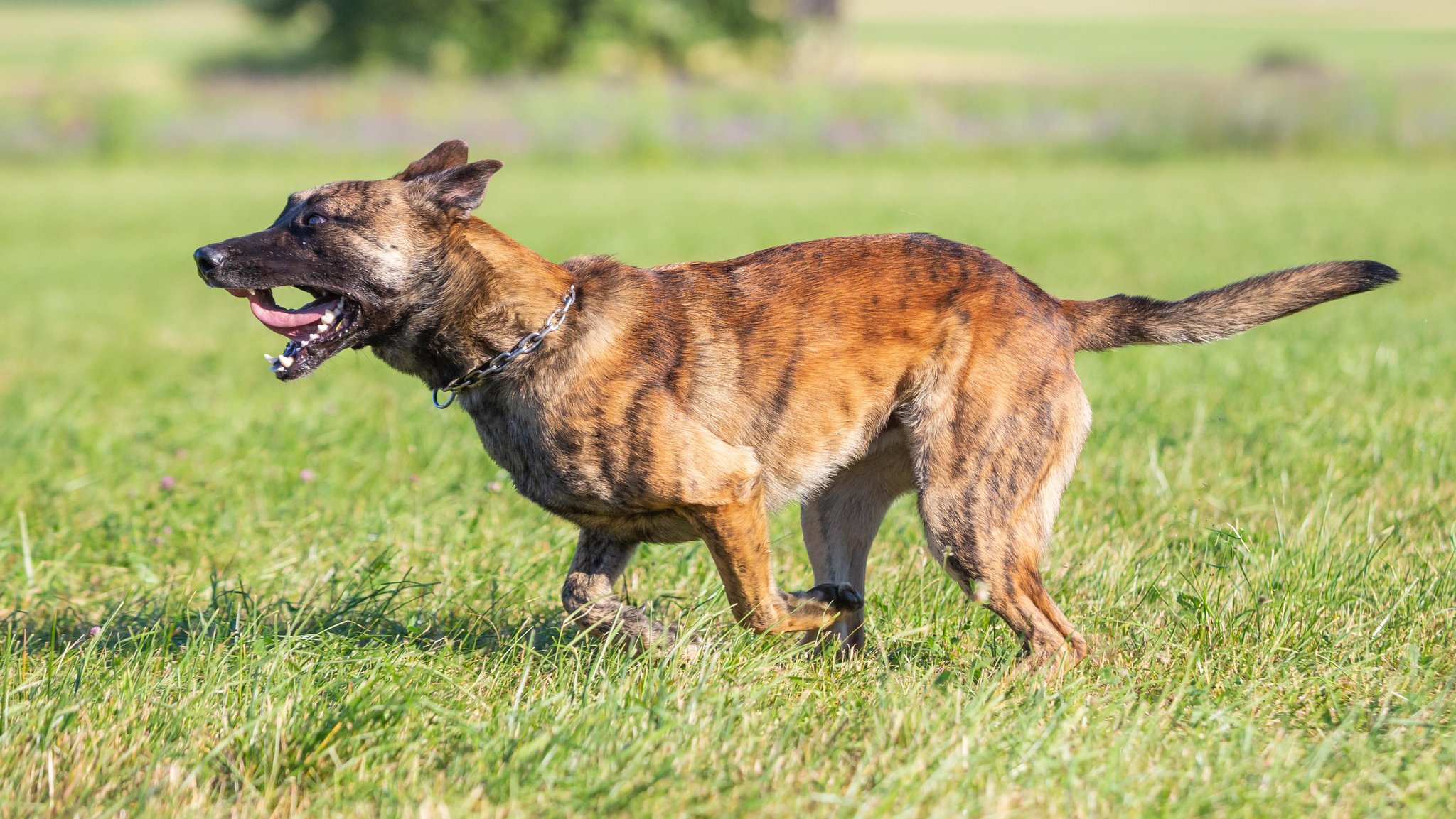 Schäferhund-Mischling (Archiv- und Symbolbild) | Bild: picture alliance / Zoonar|Hendrik Fuchs Schäferhund-Mischling (Archiv- und Symbolbild)