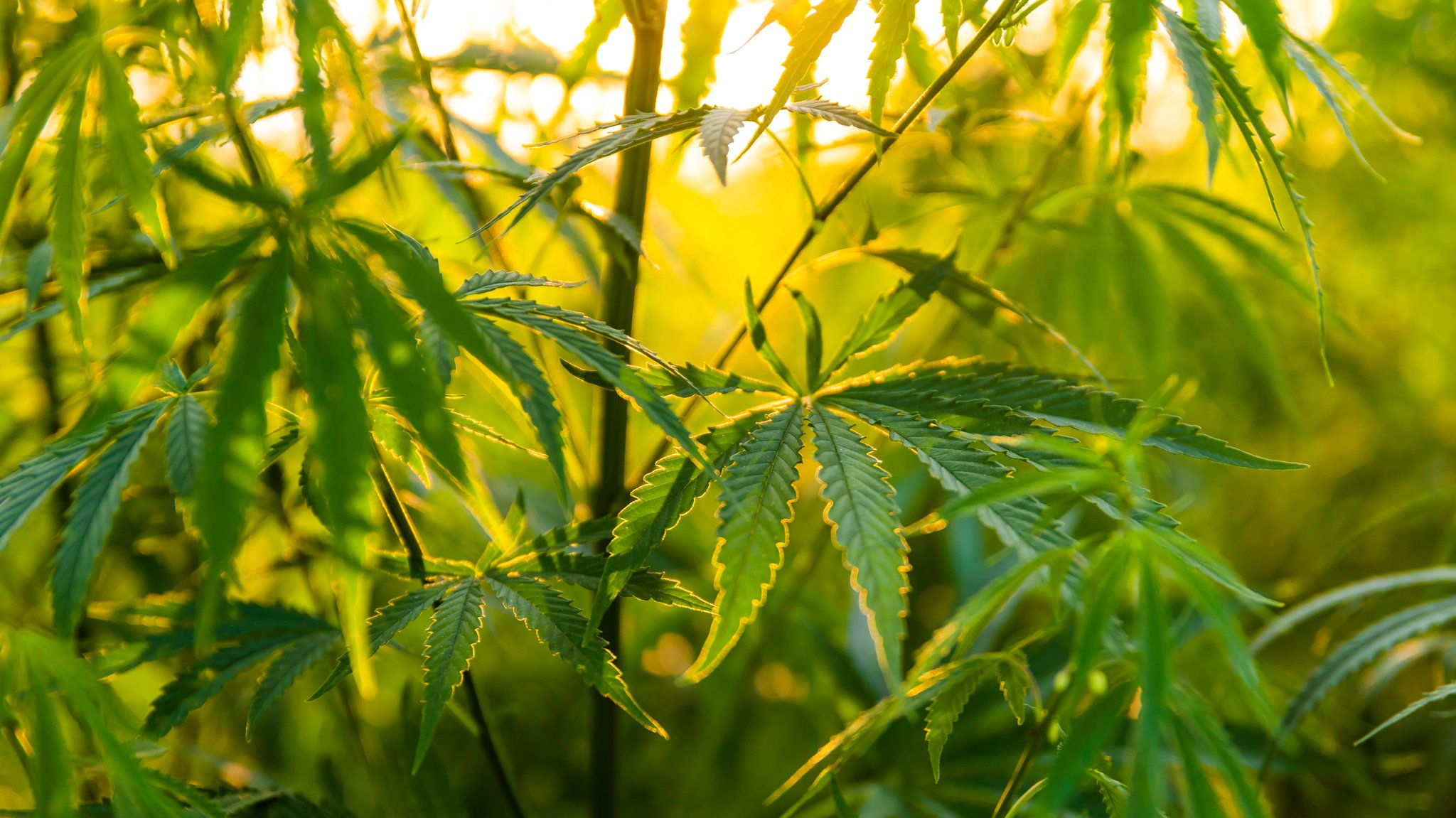 Cannabispflanzen leuchten in der Sonne.