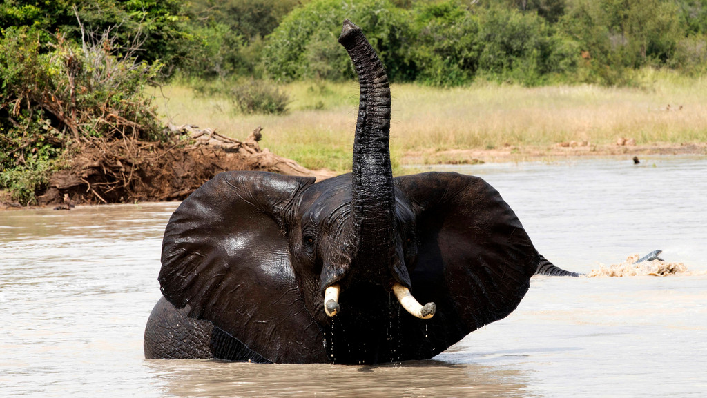 Ein Elefant mit erhobenem Rüssel steht im Kruger National Park im Wasser.