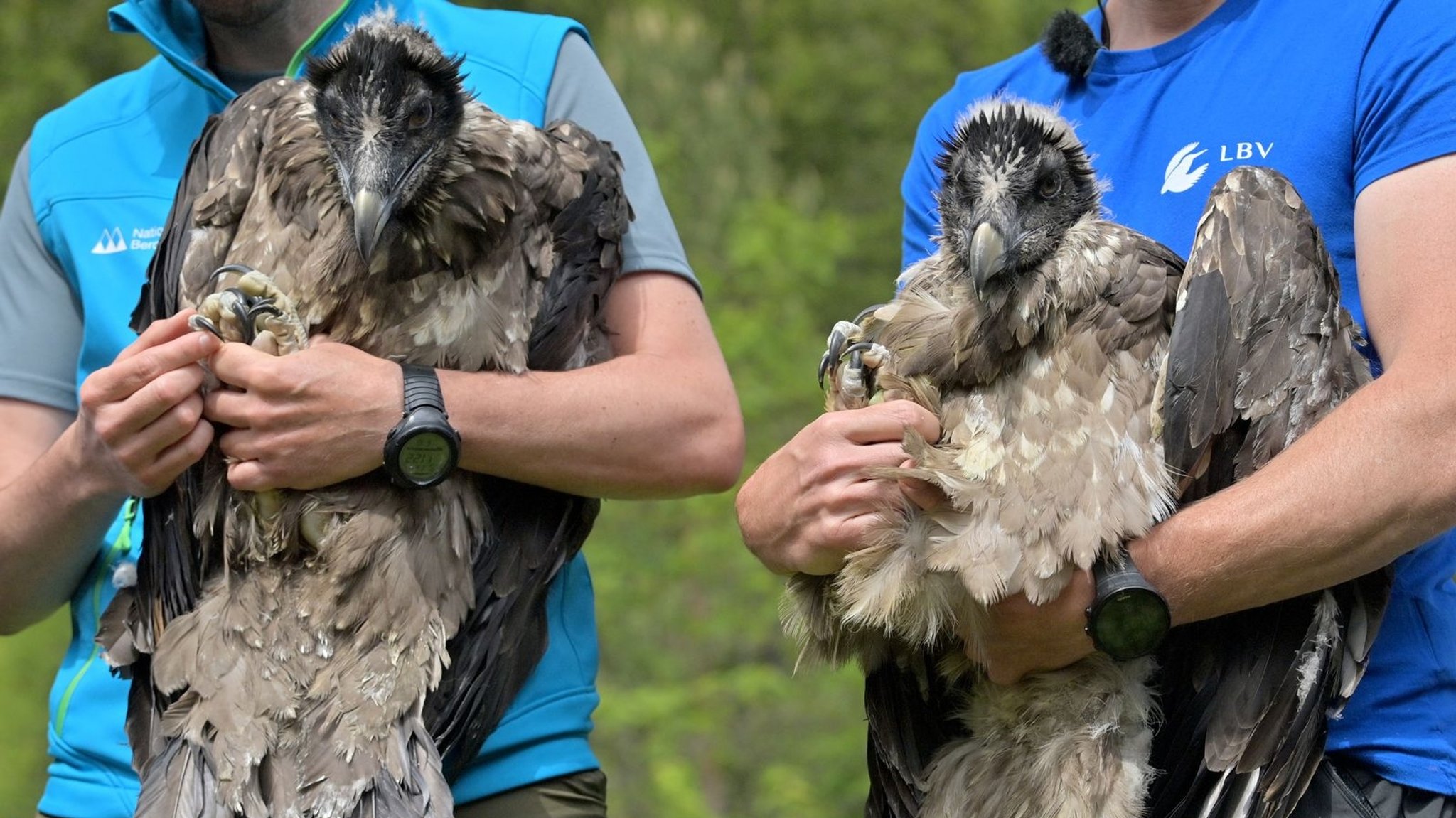 Die Bartgeierweibchen "Wally" (l) und "Bavaria" (r) kurz vor ihrer Auswilderung im Nationalpark Berchtesgadener Land.