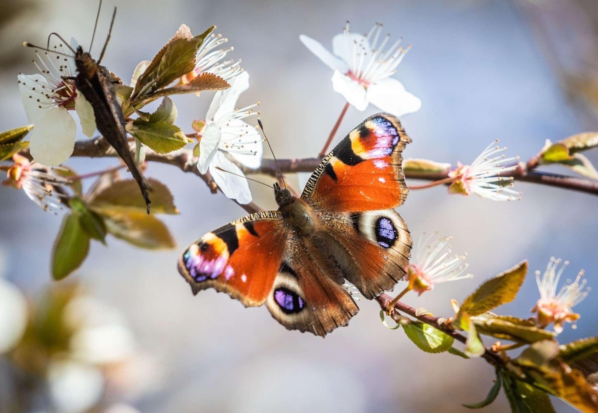 Was Kommunen gegen das Insektensterben tun können