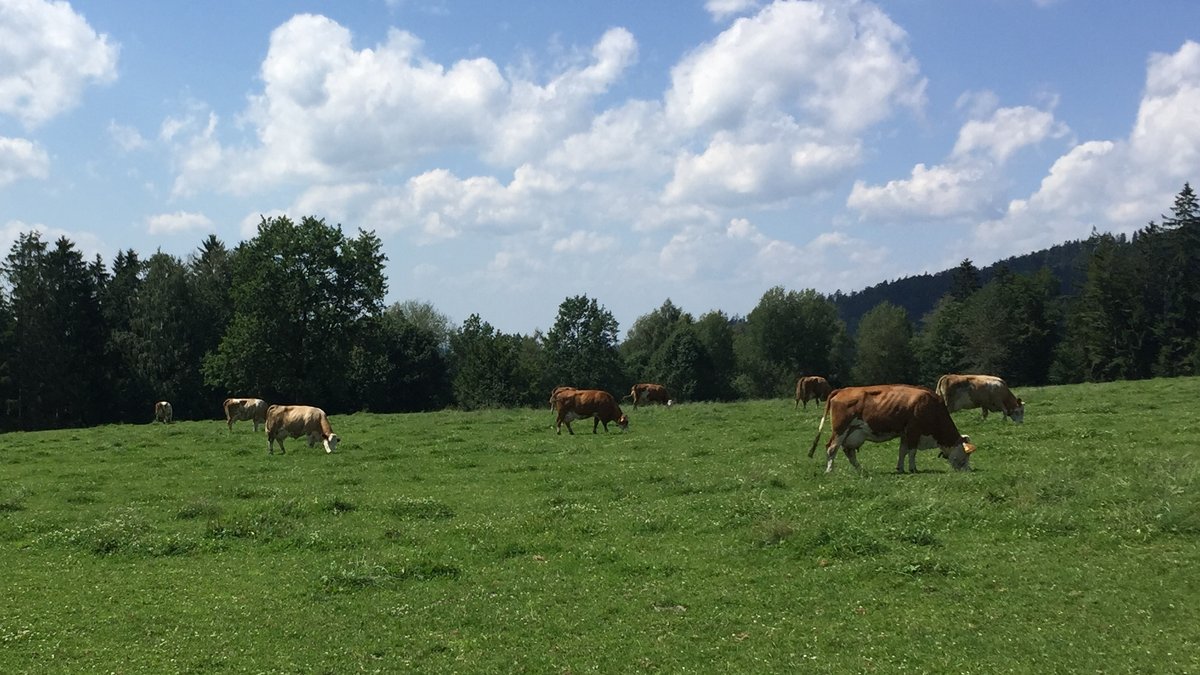Kühe grasen auf einer Weide 