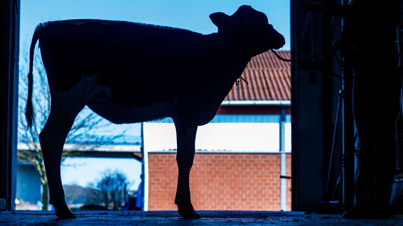 Symbolbild: Eine Kuh steht angebunden im Stall. | Bild: dpa-Bildfunk/Jens Büttner Symbolbild: Eine Kuh steht angebunden im Stall.