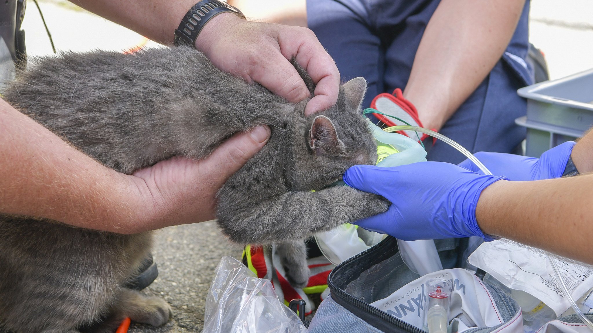 Die Katze "Stuzal" wird mit Sauerstoff beatmet