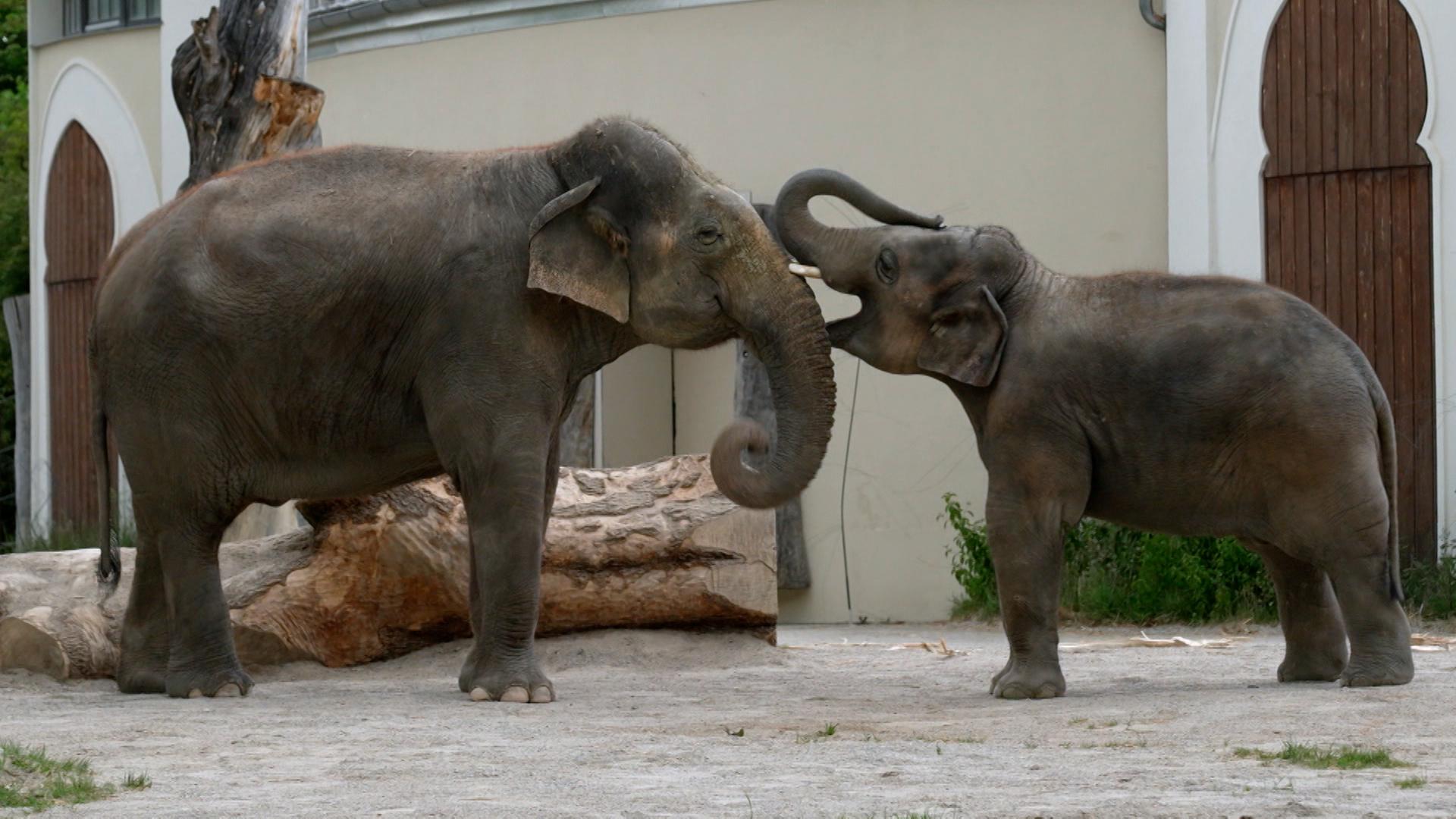 Jungelefant Otto spielt mit anderem Elefanten