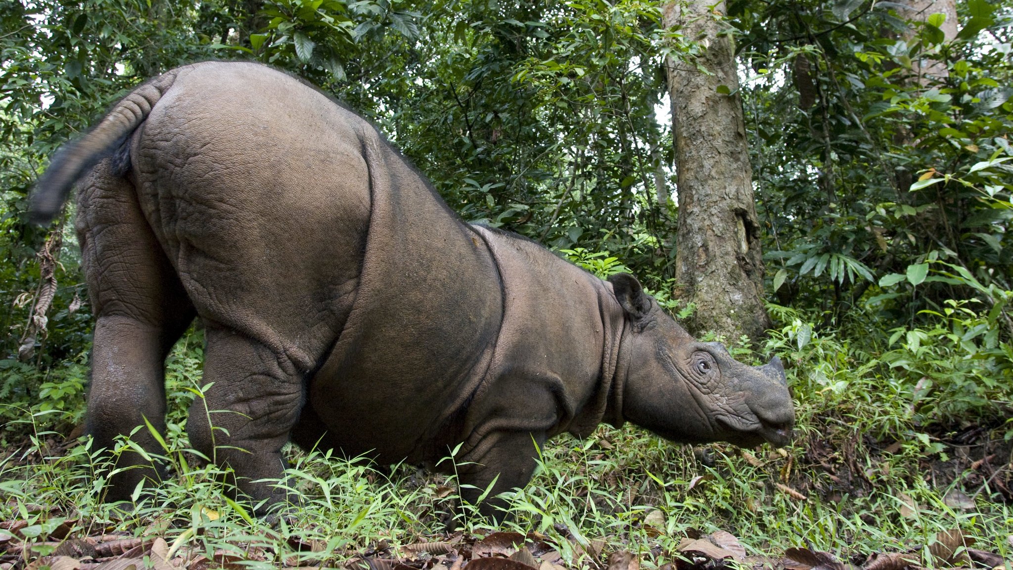 Sumatra-Nashorn im Way-Kambas-Nationalpark