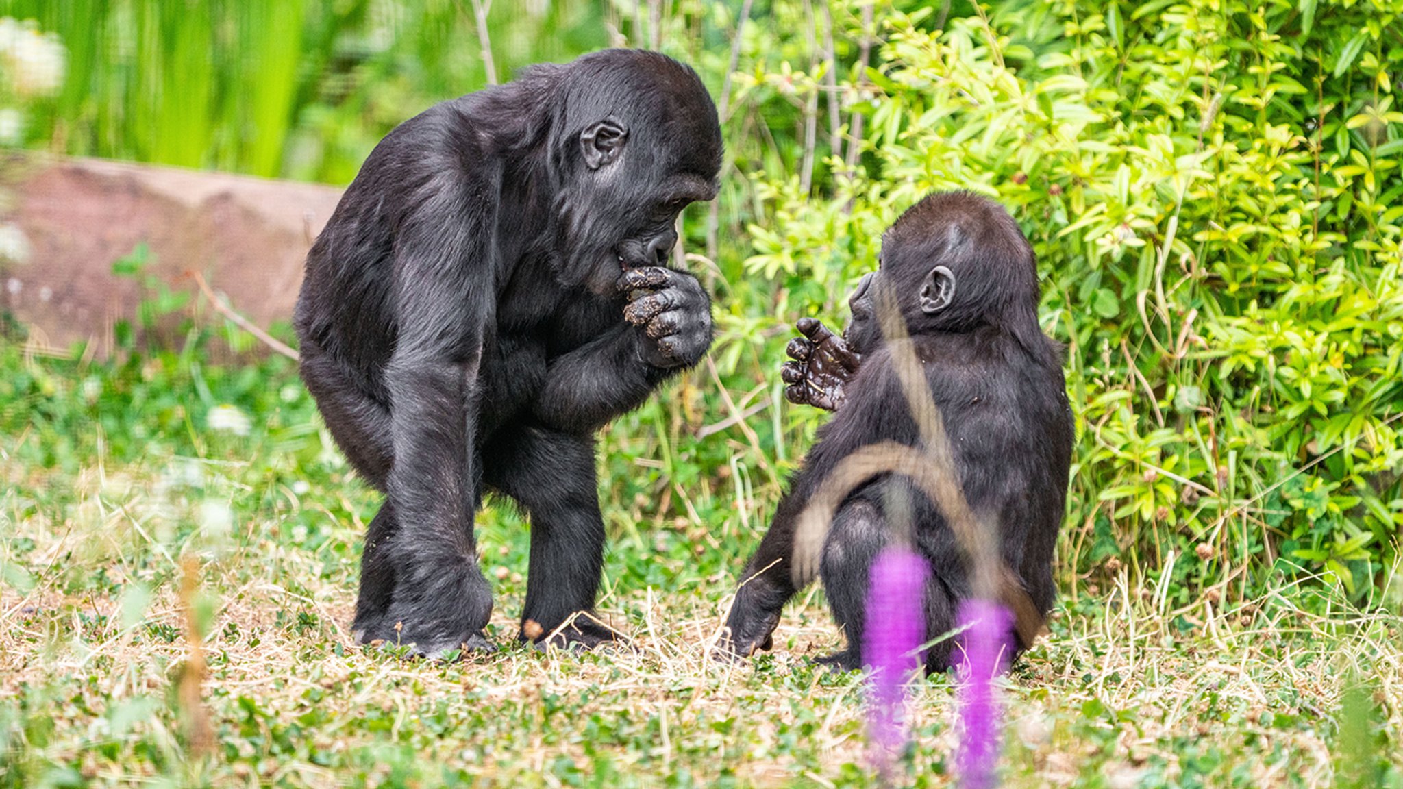 Flachlandgorillas