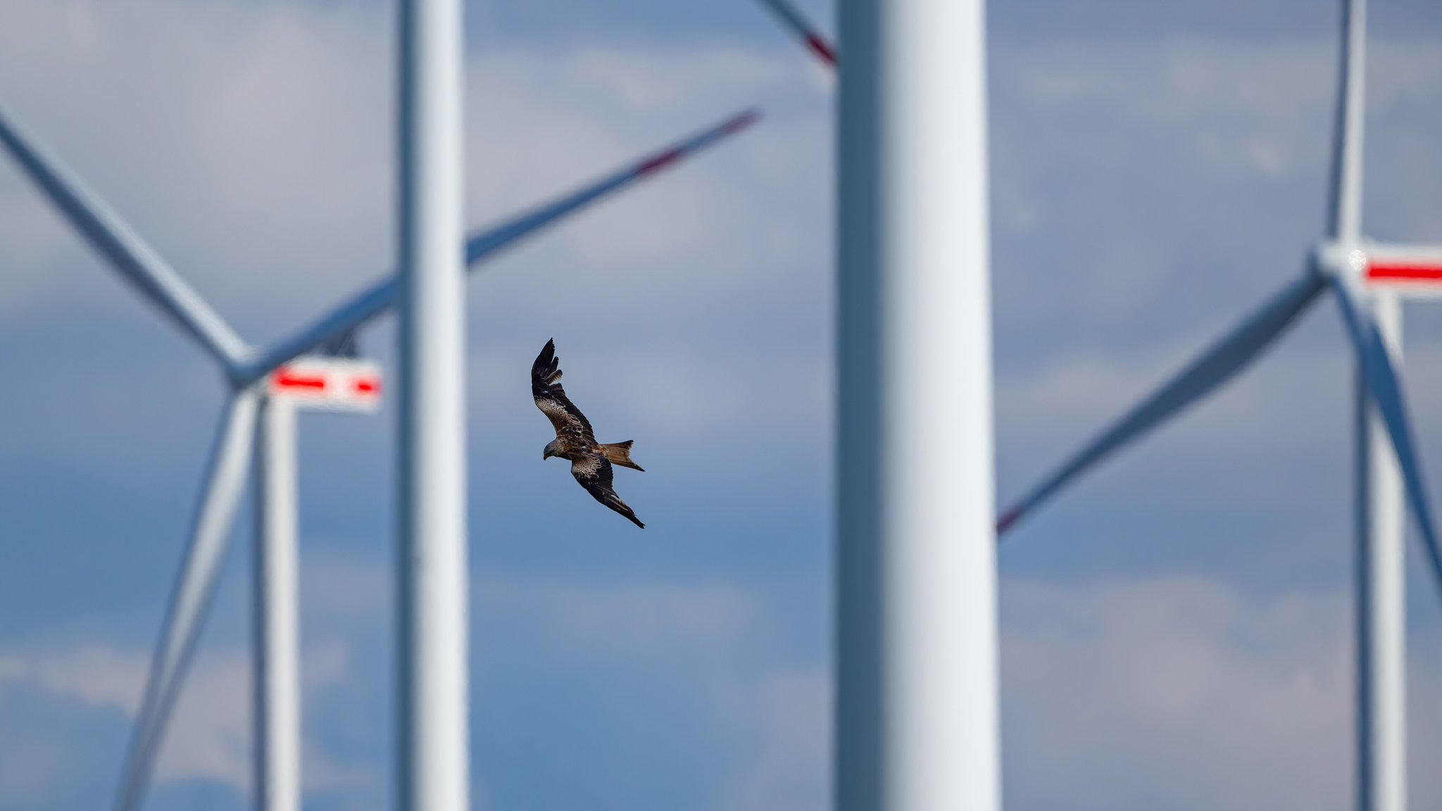 Archivbild: Ein Rotmilan zwischen Windrädern | Bild: picture alliance/dpa | Patrick Pleul Archivbild: Ein Rotmilan zwischen Windrädern