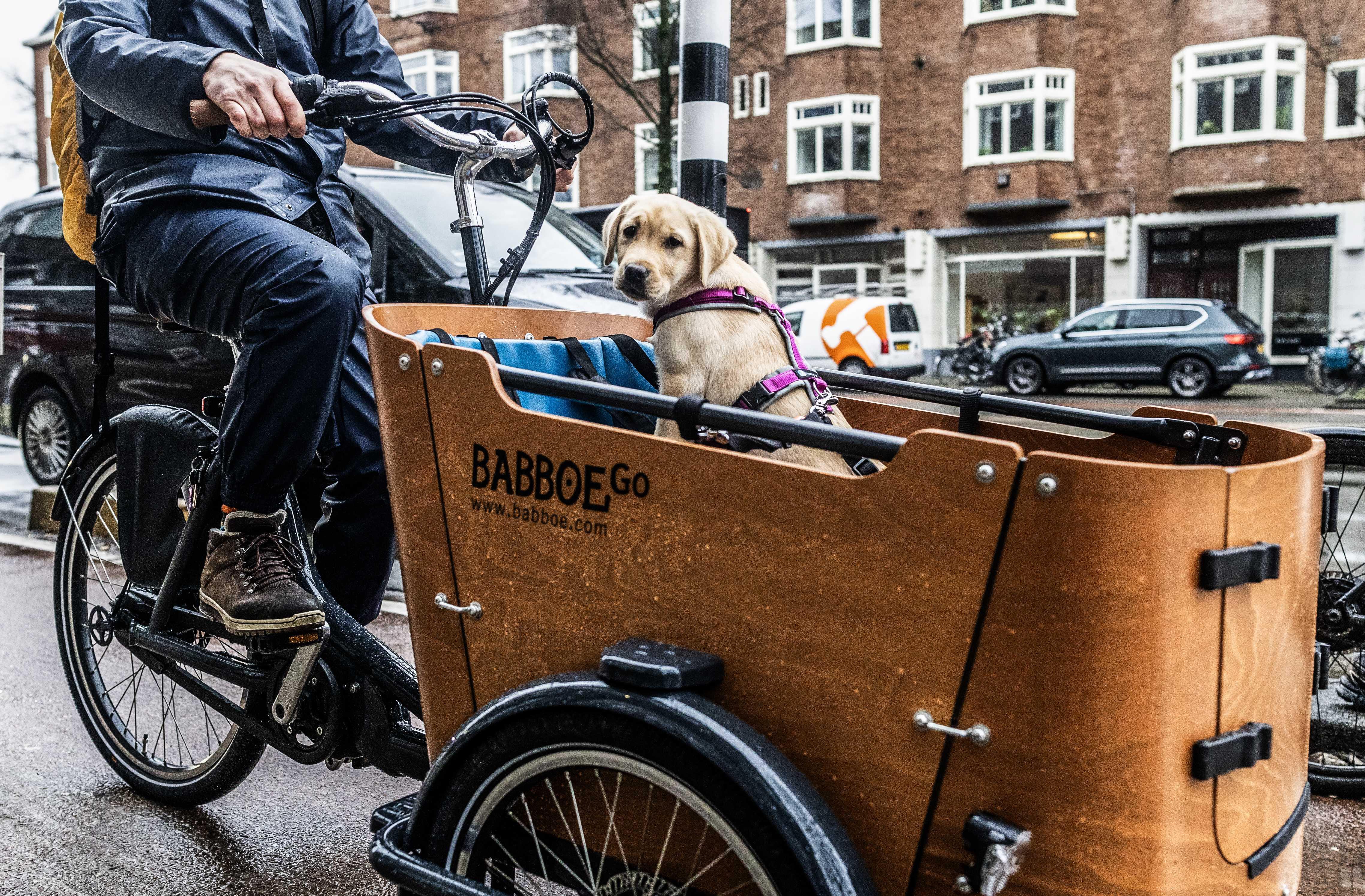 Ein Hund sitzt in einem Lastenrad des niederländischen Herstellers Babboa.