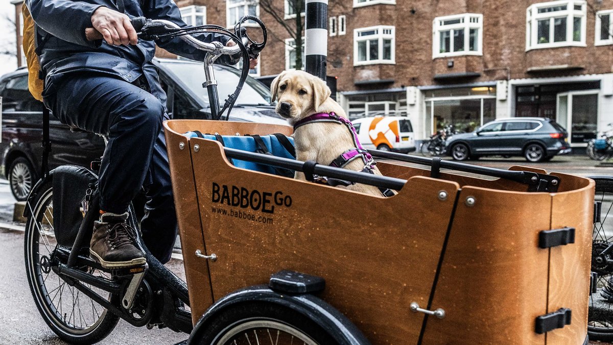 Ein Hund sitzt in einem Lastenrad des niederländischen Herstellers Babboa.