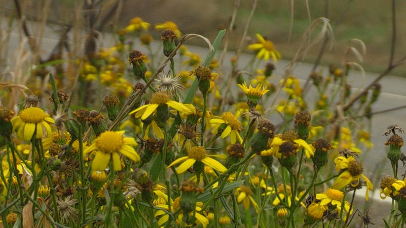 Jakobskreuzkraut | Bild: BR Jakobskreuzkraut