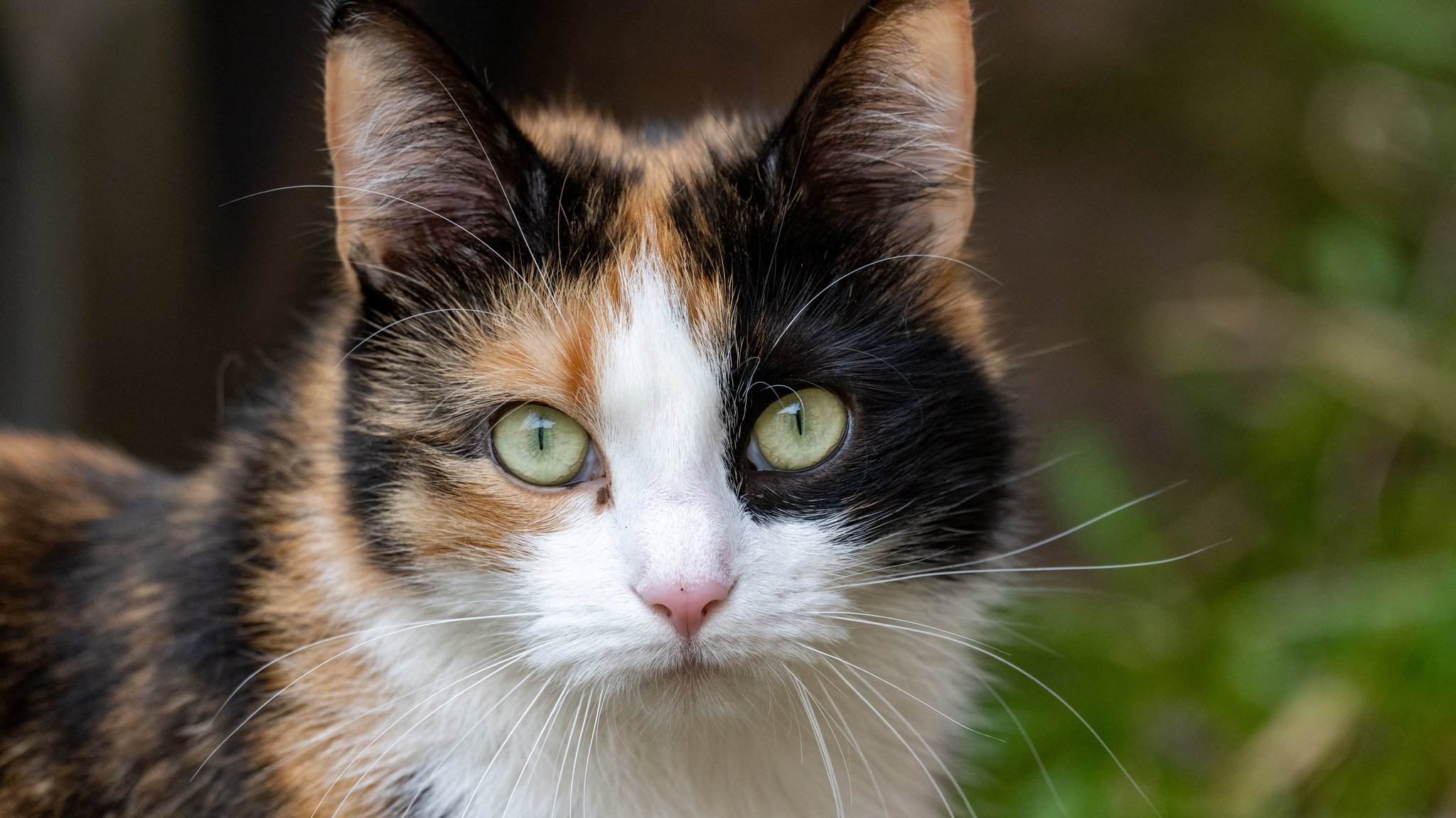 Braun-weiß-schwarze Katze mit grünen Augen schaut den Betrachter an