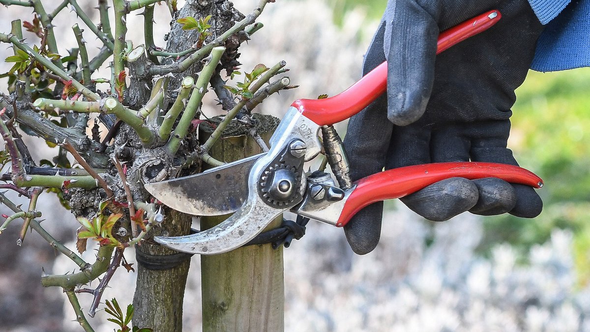 Gartenarbeit: Rosen und Rhododendren richtig schneiden