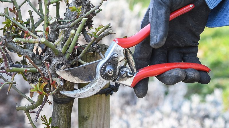 (Symbolbild) Behandschuhte Hand mit Gartenschere und ein stark beschnittener Rosenstock | Bild: picture alliance / Winfried Rothermel | Winfried Rothermel (Symbolbild) Behandschuhte Hand mit Gartenschere und ein stark beschnittener Rosenstock