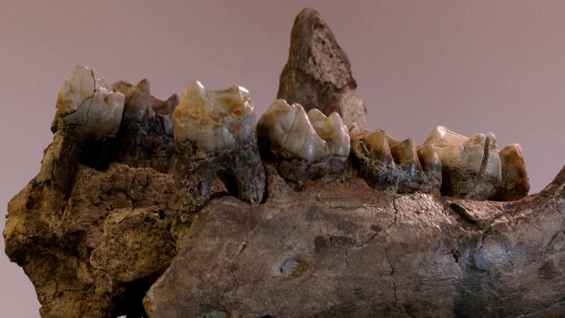 Knochen von Ur-Elefanten in Bayern gefunden