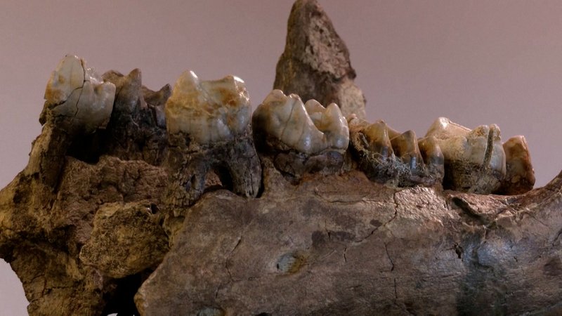 Knochen von Ur-Elefanten in Bayern gefunden | Bild: BR Knochen von Ur-Elefanten in Bayern gefunden