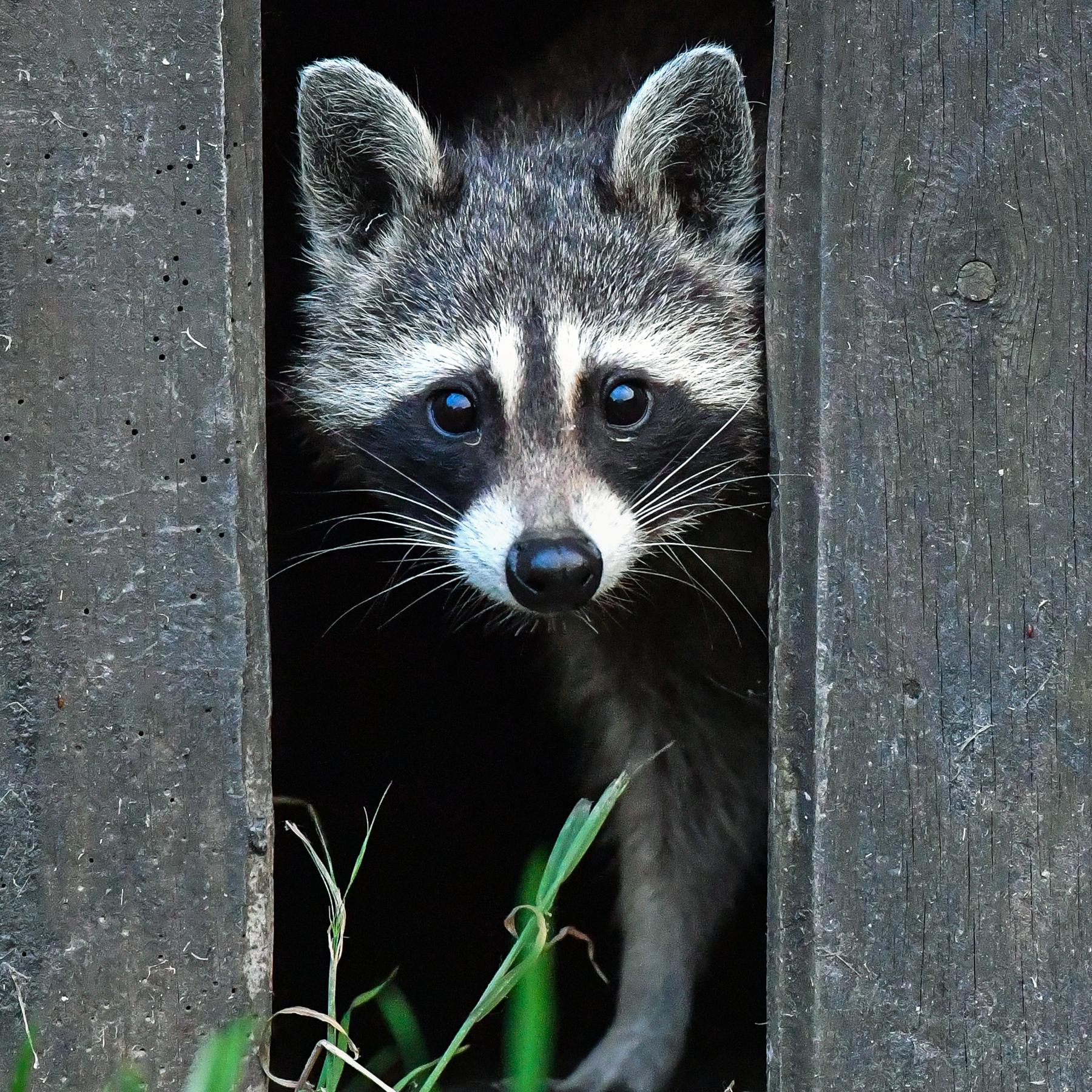 Wildtiere erobern die Großstadt - Waschbär, Fuchs und Fledermaus