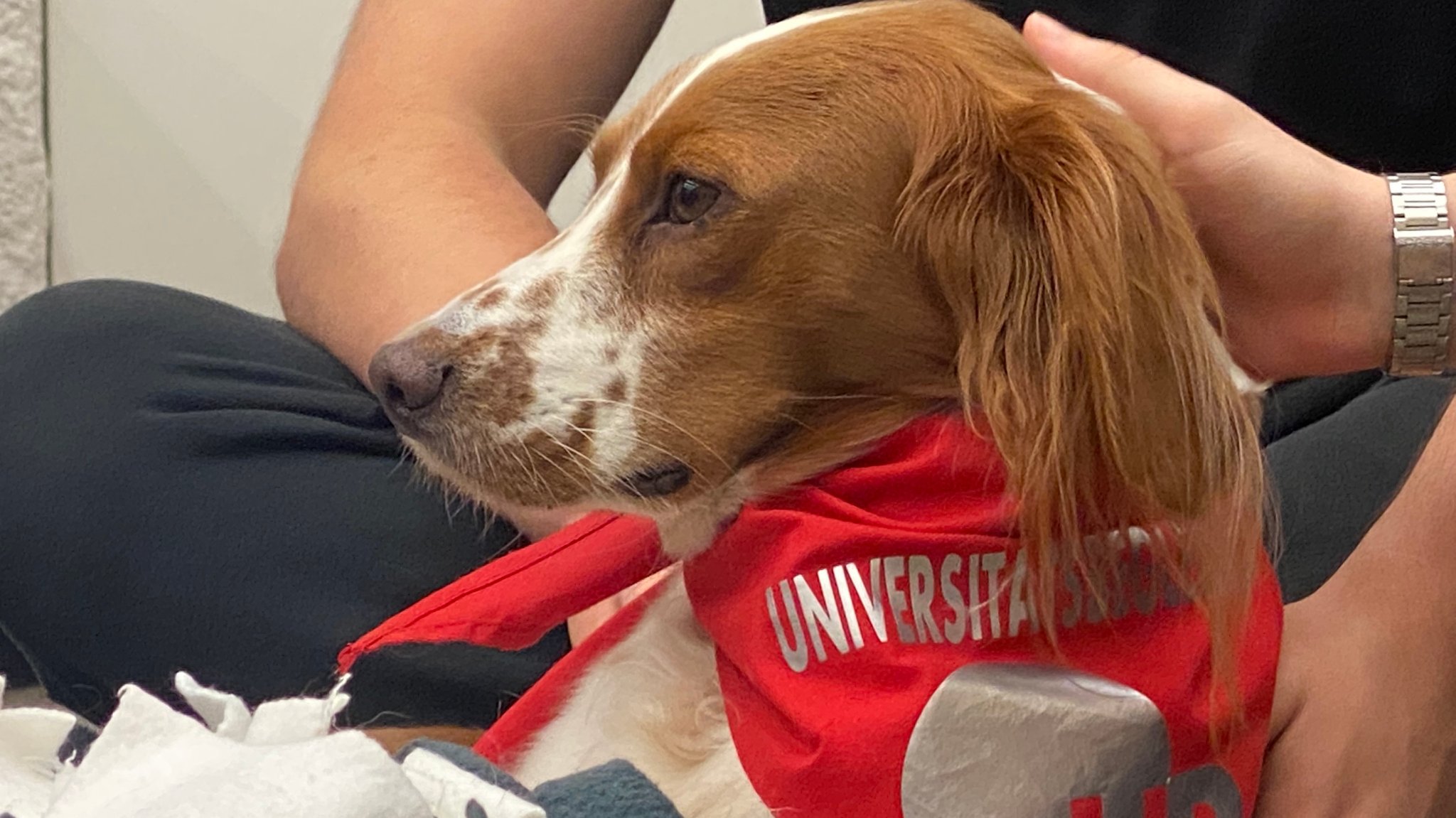 Tiere streicheln gegen Stress? Klappt an der Uni Regensburg!