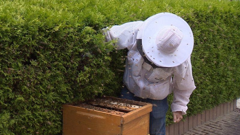 Imker sammelt Bienen ein | Bild: BR Imker sammelt Bienen ein