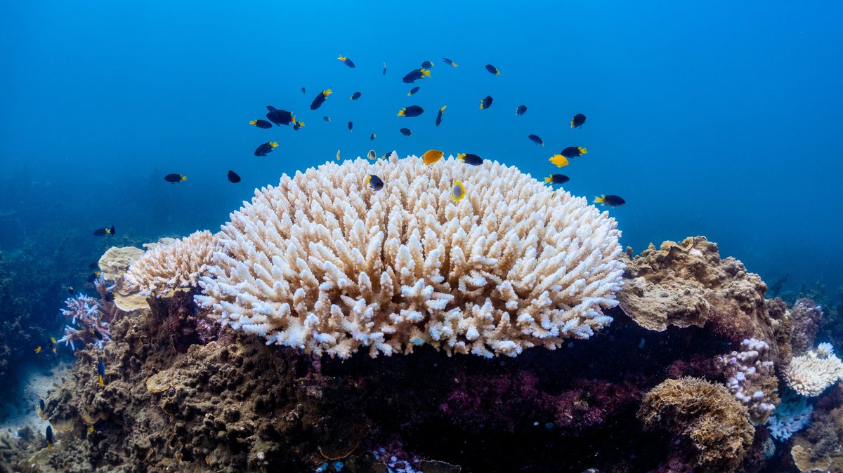 Korallenbleiche am Great Barrier Reef, dem größten Korallenriff der Welt an der Nordostküste Australiens.