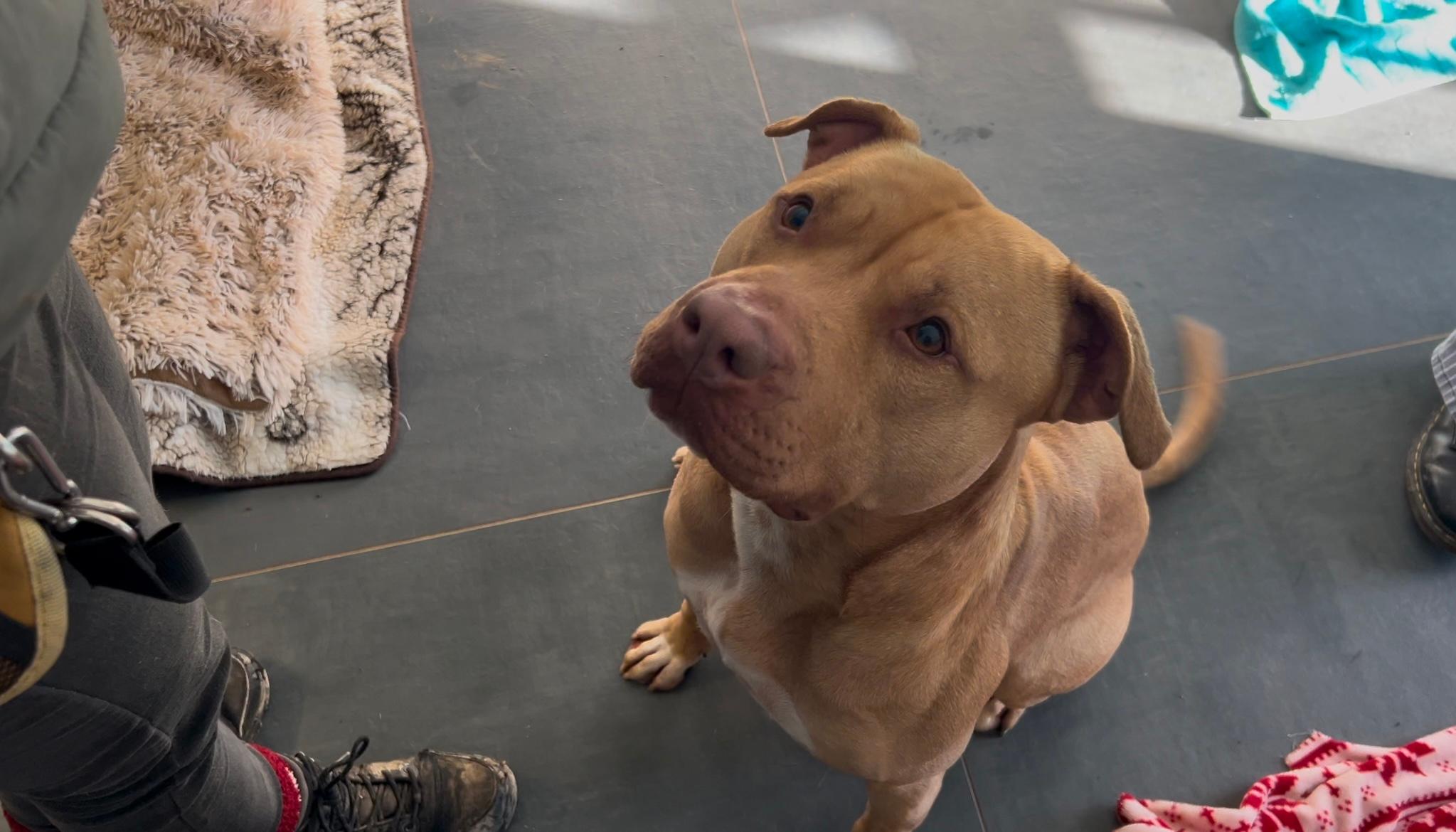 Ace ist ein Schmuggelhund, der seit Jahren im Tierheim festsitzt.