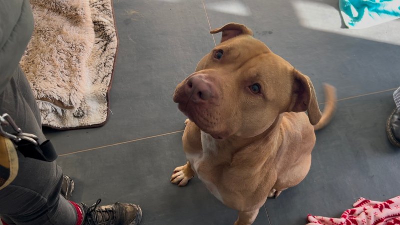 Ace ist ein Schmuggelhund, der seit Jahren im Tierheim festsitzt. | Bild: BR/Felizia Reißl Ace ist ein Schmuggelhund, der seit Jahren im Tierheim festsitzt.