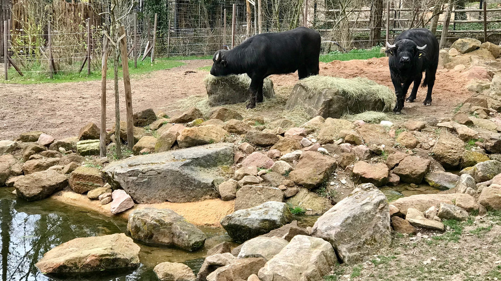 Die neue Wasserbüffelanlage im Tiergarten Nürnberg