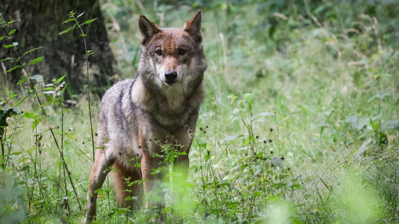 ARCHIV - 12.07.2023, Schleswig-Holstein, Eekholt: Eine ausgewachsener weiblicher Wolf steht in seinem Gehege im Tierpark. (Zu dpa "Wolfsangriffe in der Rhön - BUND fordert Herdenschutzinitiative") (zu dpa: «Falsche Wölfin abgeschossen») Foto: Christian Charisius/dpa +++ dpa-Bildfunk +++ | Bild: dpa-Bildfunk ARCHIV - 12.07.2023, Schleswig-Holstein, Eekholt: Eine ausgewachsener weiblicher Wolf steht in seinem Gehege im Tierpark. (Zu dpa "Wolfsangriffe in der Rhön - BUND fordert Herdenschutzinitiative") (zu dpa: «Falsche Wölfin abgeschossen») Foto: Christian Charisius/dpa +++ dpa-Bildfunk +++