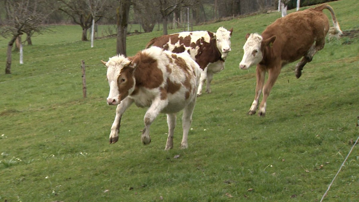 Drei junge Rinder springen auf der Weide.