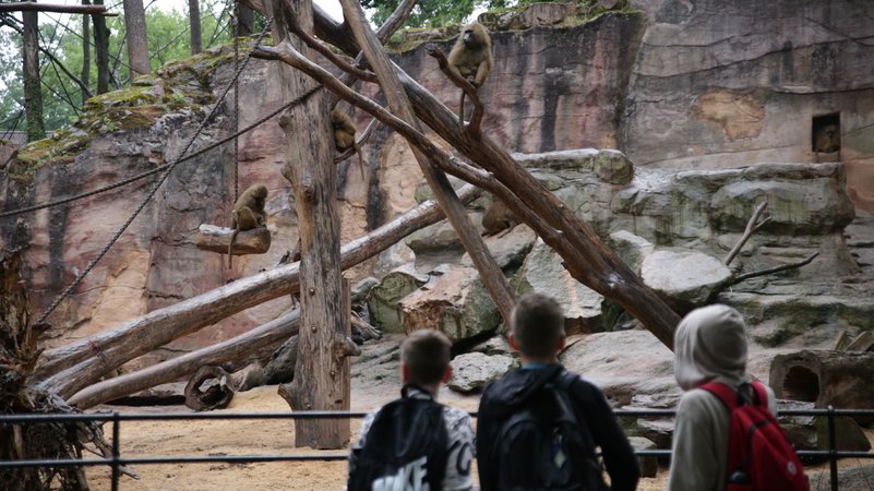 Das Pavian-Gehege im Nürnberger Tiergarten | Bild: BR / Pogner Das Pavian-Gehege im Nürnberger Tiergarten