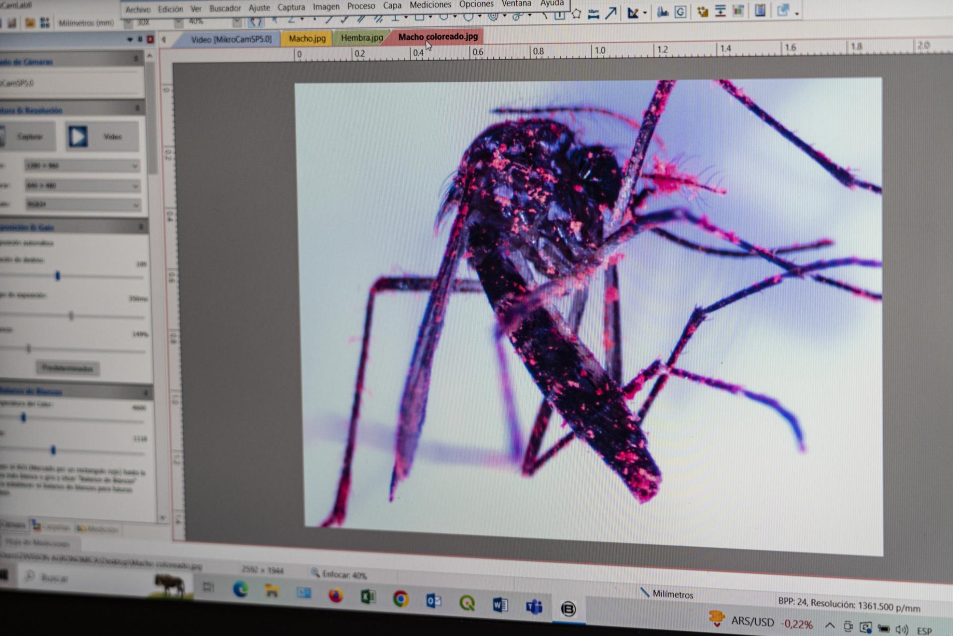 Tigermücke unter dem Mikroskop