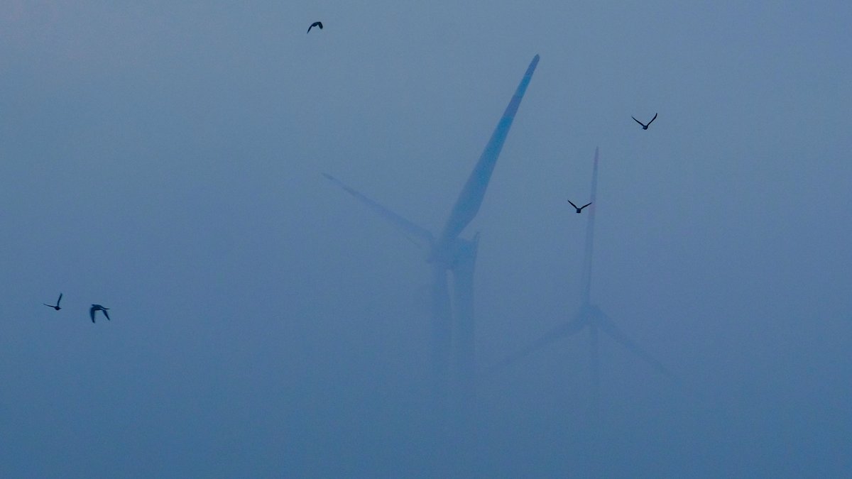 Vögel fliegen vor Windkraftanlagen im Nebel