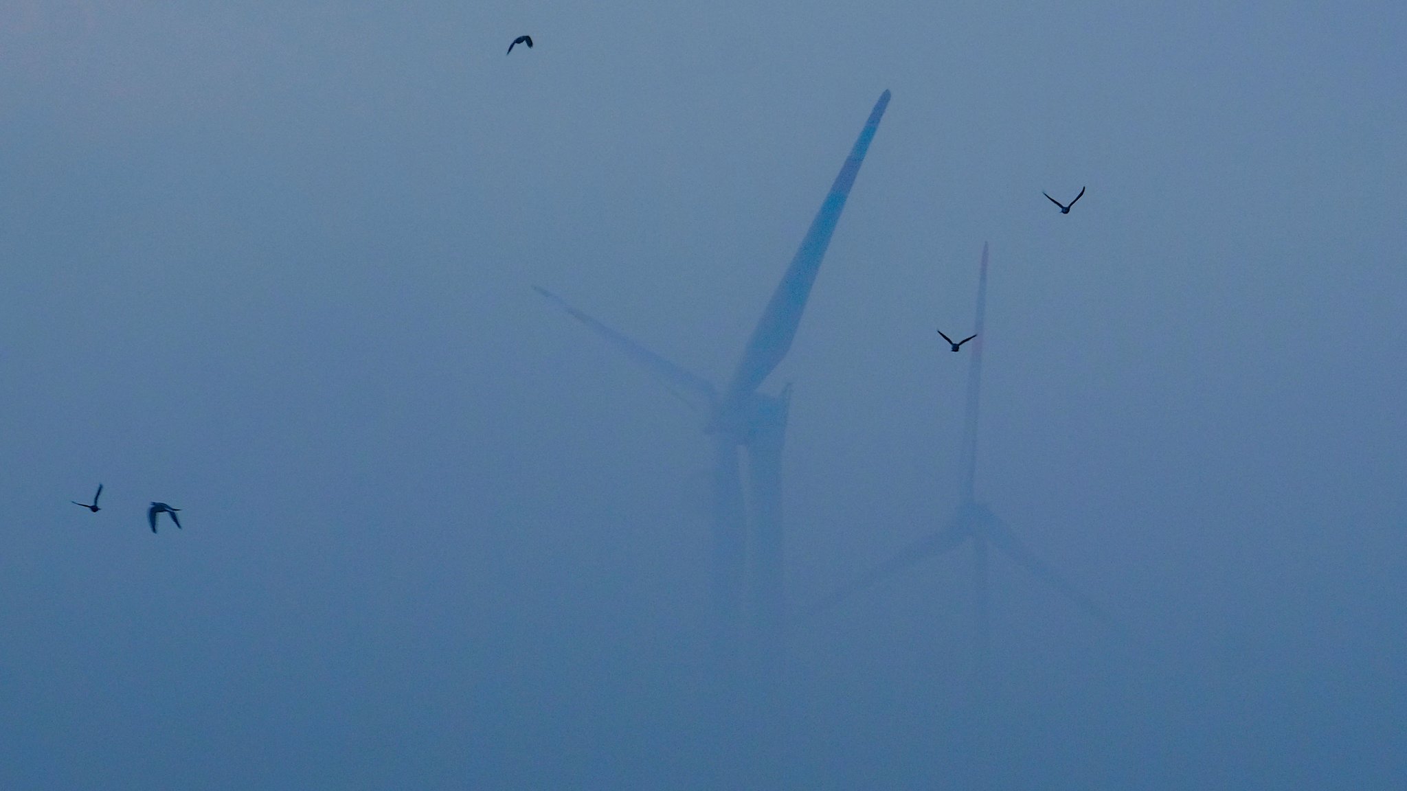 Vögel fliegen vor Windkraftanlagen im Nebel