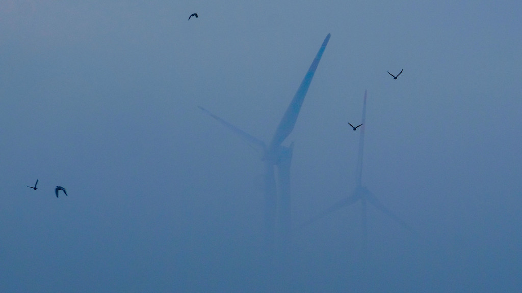 Vögel fliegen vor Windkraftanlagen im Nebel