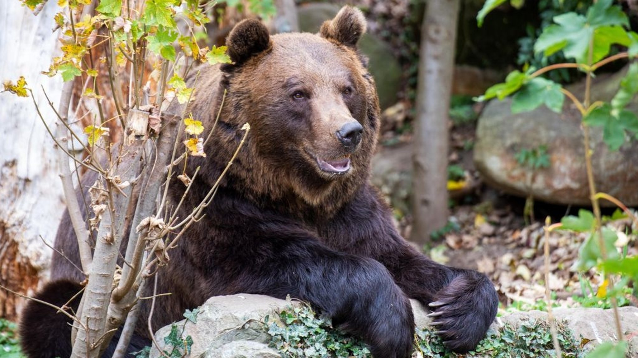 Ein Braunbär