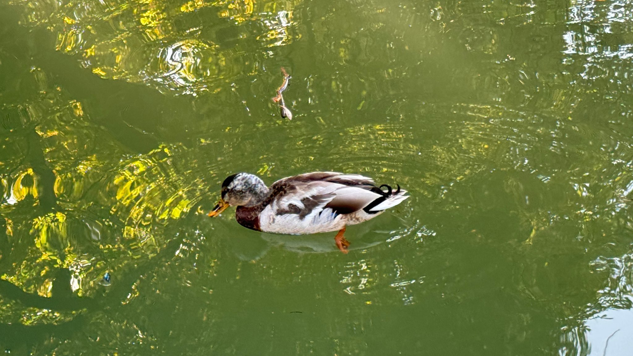 Ente mit orangem Schnabel und buntem Gefieder schwimmt