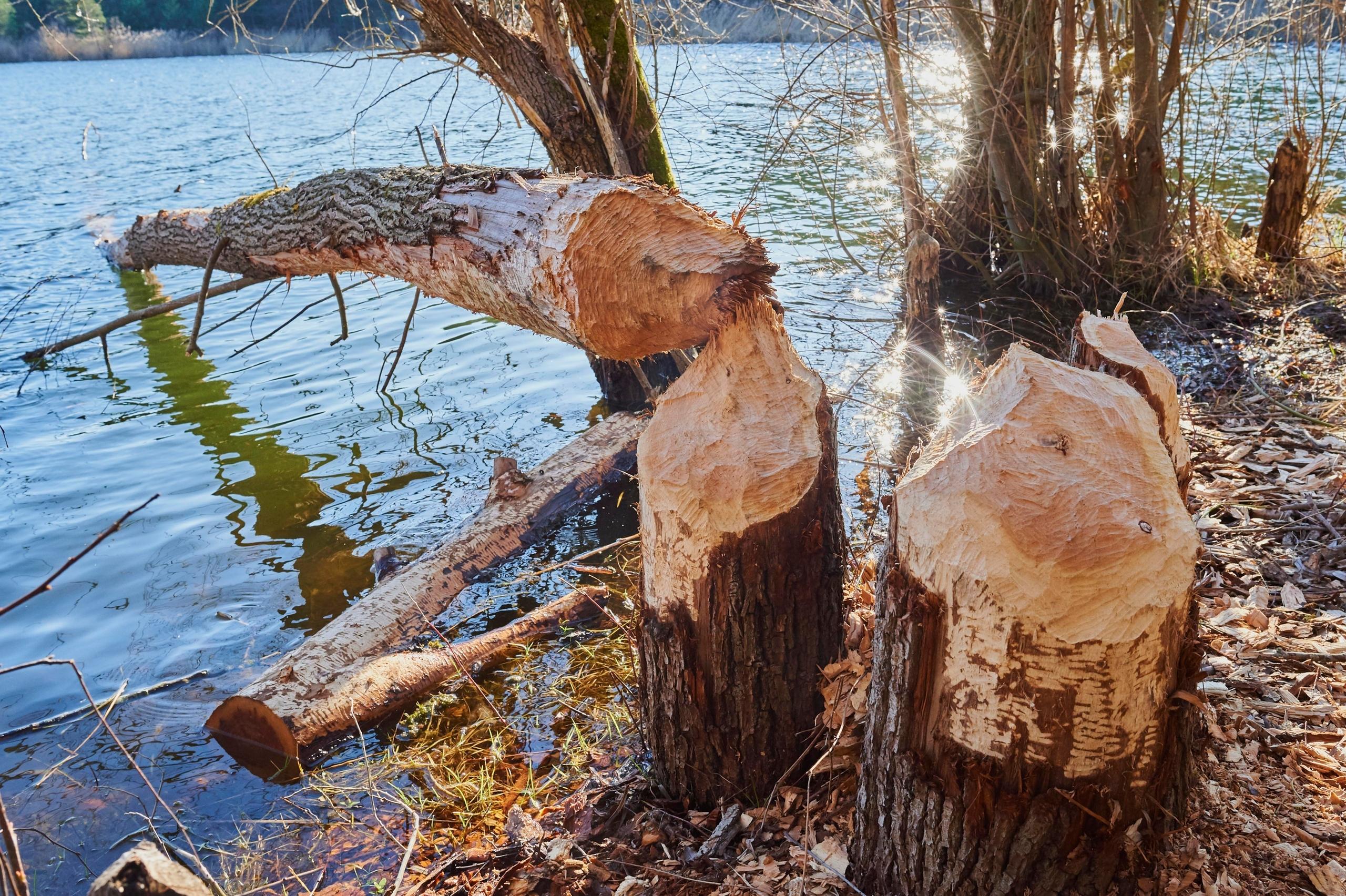 Am Jägersee bei Feucht im Nürnberger Land ist ein 80-jähriger Schwimmer ertrunken.