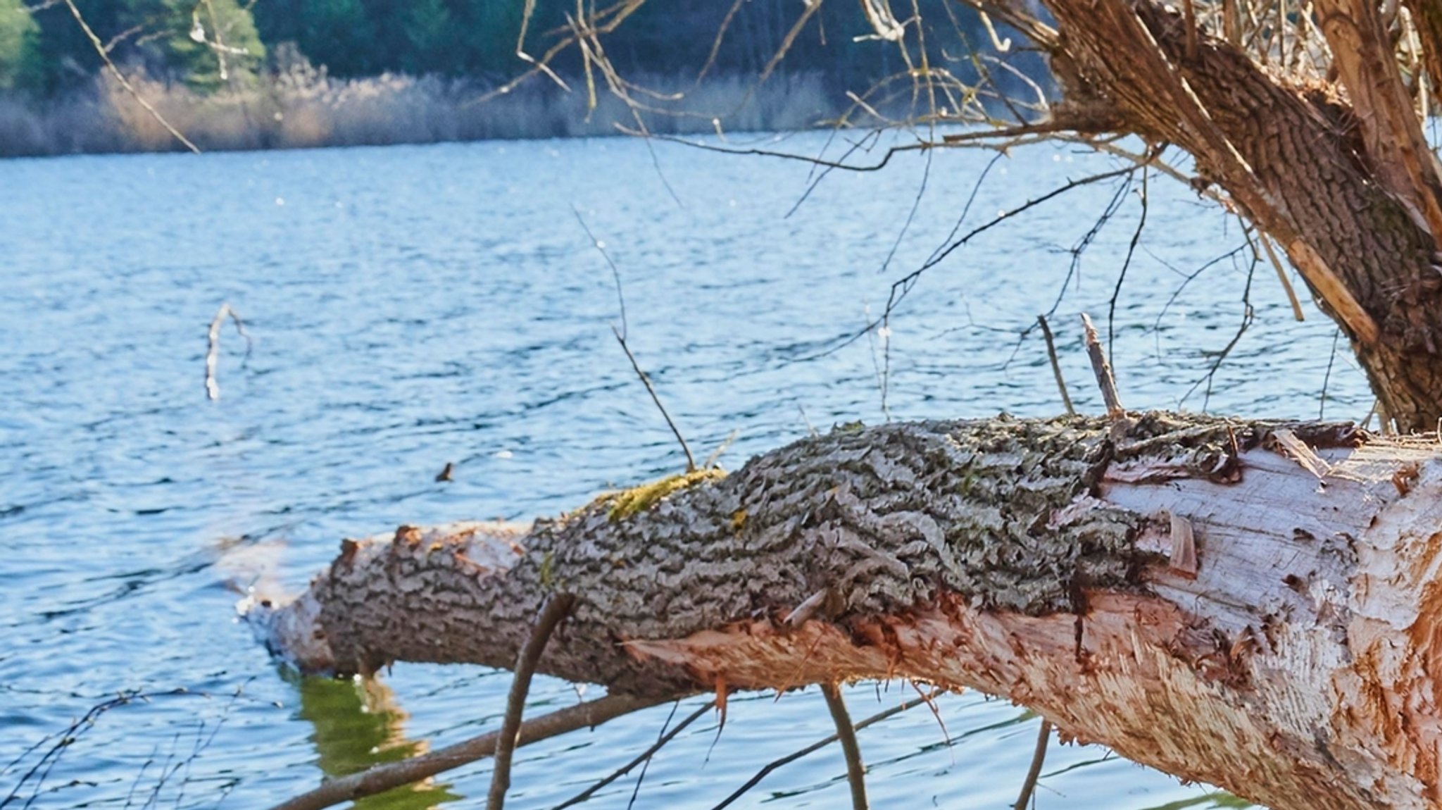 Am Jägersee bei Feucht im Nürnberger Land ist ein 80-jähriger Schwimmer ertrunken.