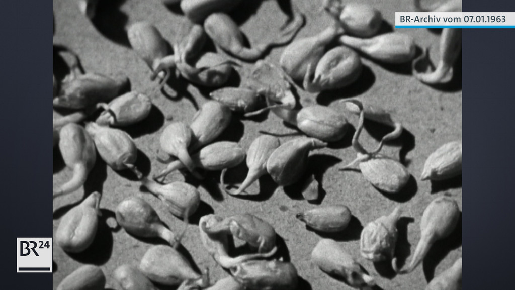 Keimende Sonnenblumenkerne nah | Bild: BR Archiv Keimende Sonnenblumenkerne nah