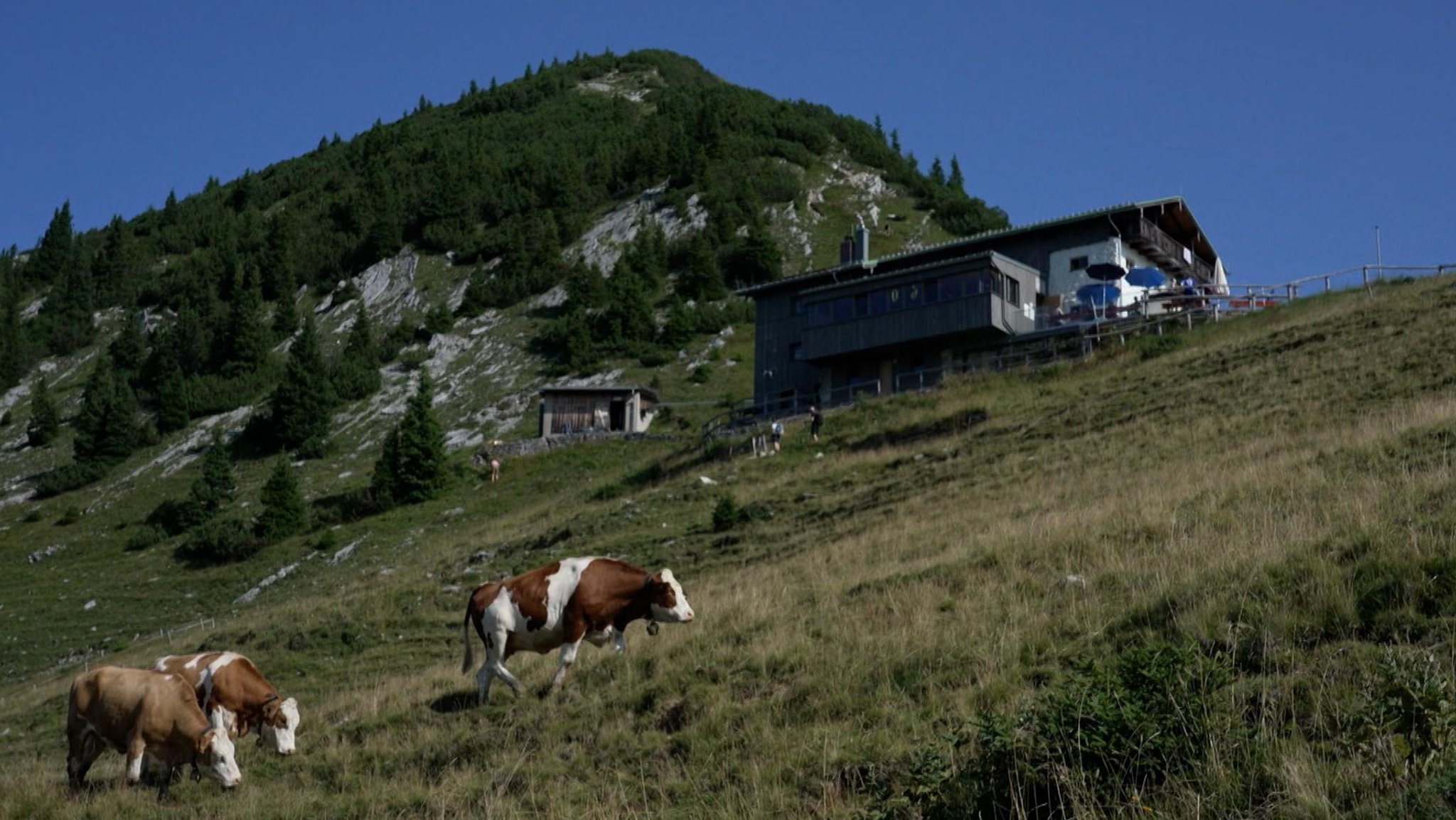 Berghütte in den Alpen mit Kühen im Vordergrund | Bild: BR Berghütte in den Alpen mit Kühen im Vordergrund