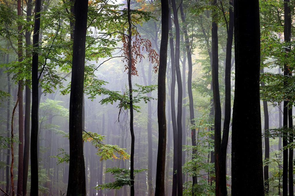 Der Spessart umfasst das größte zusammenhängende Gebiet aus Laubmischwäldern in Deutschland.