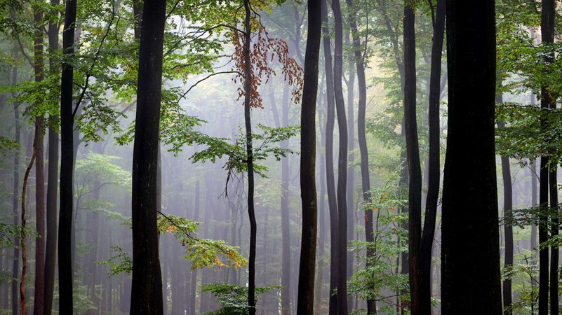 Der Spessart umfasst das größte zusammenhängende Gebiet aus Laubmischwäldern in Deutschland.